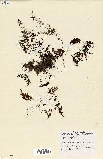 spécimen de Hymenophyllum sp.