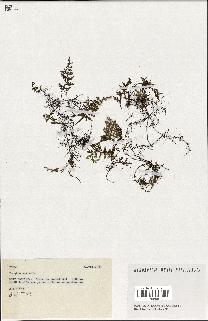 spécimen de Hymenophyllum sp.