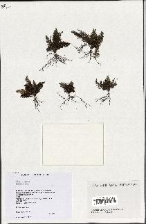 spécimen de Hymenophyllum sp.