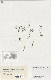 spécimen de Hymenophyllum sp.