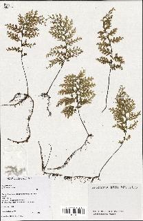 spécimen de Hymenophyllum sp.