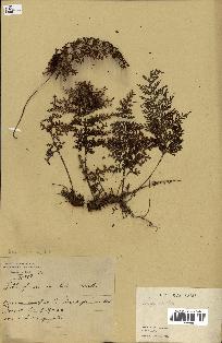 spécimen de Hymenophyllum sp.
