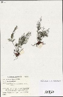 spécimen de Hymenophyllum sp.