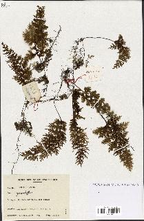 spécimen de Hymenophyllum sp.