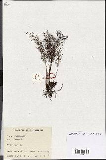 spécimen de Hymenophyllum sp.