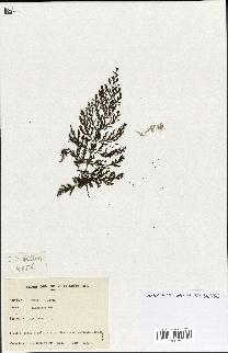 spécimen de Hymenophyllum sp.