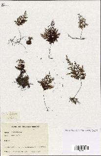 spécimen de Hymenophyllum sp.