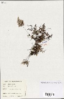 spécimen de Hymenophyllum sp.