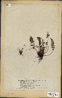 spécimen de Woodsia ilvensis