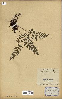 spécimen de Asplenium aethiopicum