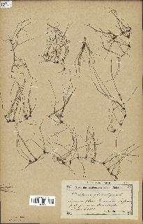 spécimen de Pilularia globulifera