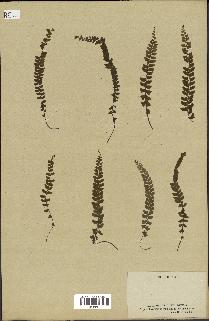 spécimen de Asplenium pulchellum