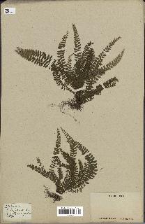 spécimen de Asplenium pulchellum