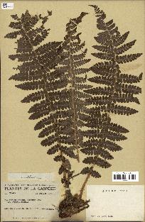 spécimen de Polystichum braunii