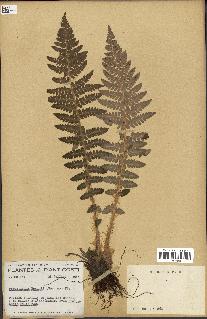 spécimen de Polystichum braunii