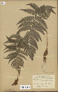 spécimen de Dryopteris marginalis