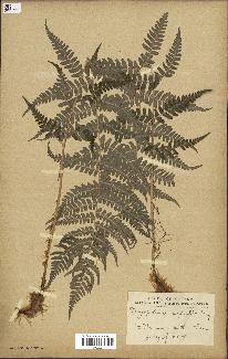 spécimen de Dryopteris marginalis