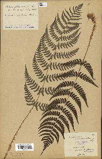 spécimen de Dryopteris marginalis