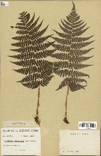 spécimen de Dryopteris marginalis