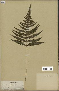 spécimen de Gymnocarpium dryopteris