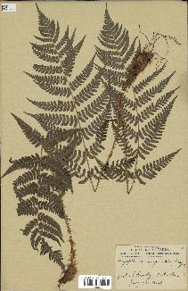 spécimen de Dryopteris marginalis