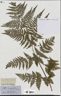 spécimen de Histiopteris incisa