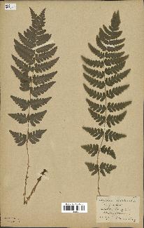 spécimen de Dryopteris cristata