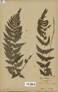 spécimen de Dryopteris cristata