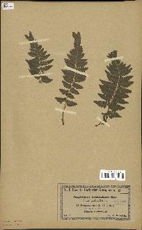 spécimen de Dryopteris cristata