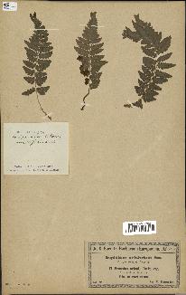 spécimen de Dryopteris cristata