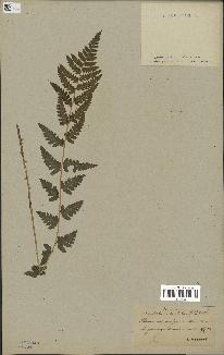 spécimen de Dryopteris cristata