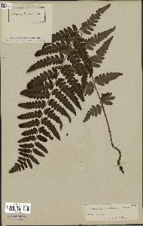 spécimen de Dryopteris ludoviciana