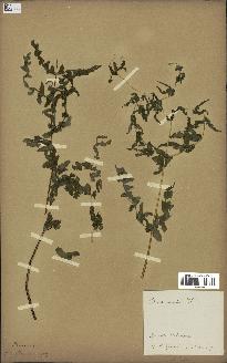 spécimen de Histiopteris incisa