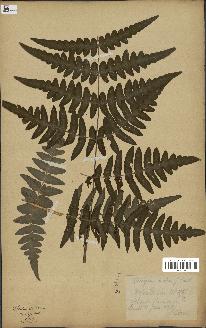 spécimen de Histiopteris incisa