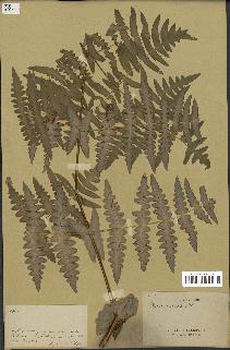spécimen de Histiopteris incisa