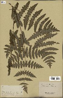 spécimen de Histiopteris incisa
