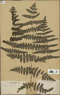 spécimen de Histiopteris incisa