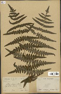 spécimen de Histiopteris incisa