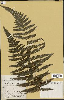 spécimen de Histiopteris incisa