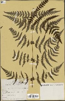 spécimen de Histiopteris incisa