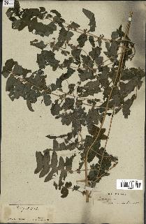 spécimen de Histiopteris incisa