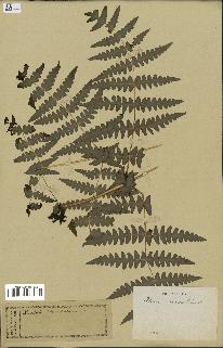 spécimen de Histiopteris incisa