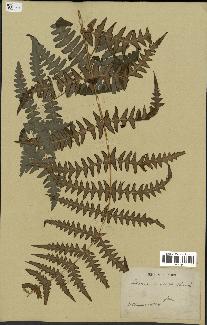 spécimen de Histiopteris incisa