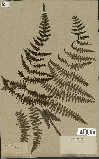 spécimen de Histiopteris incisa