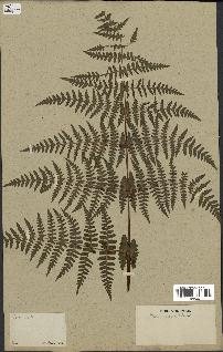 spécimen de Histiopteris incisa