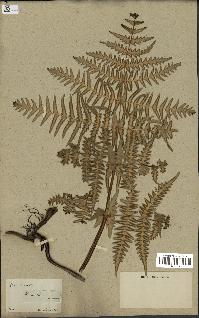 spécimen de Histiopteris incisa