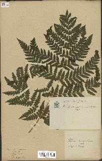 spécimen de Histiopteris incisa