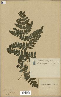 spécimen de Histiopteris incisa