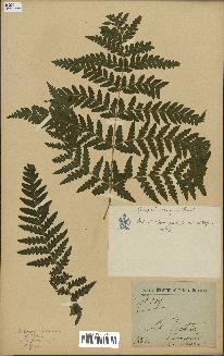 spécimen de Histiopteris incisa