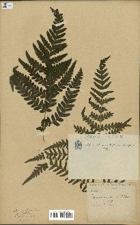 spécimen de Histiopteris incisa